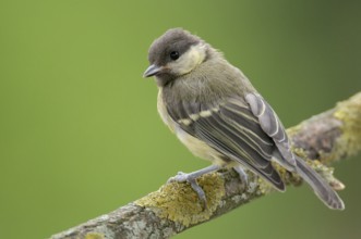 Great tit on perch. Great Tit on perch