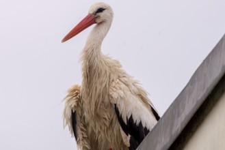 A stork with wet plumage on a roof, Straubing, Lower Bavaria