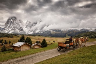 A driver in an old carriage with two horses in snowy Alpe di Siusi, Seiser Alm, Sassolungo a