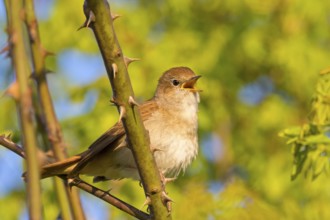 Nightingale, (Luscinia megarhynchos), animals, bird, songbird, family of passerines, classification
