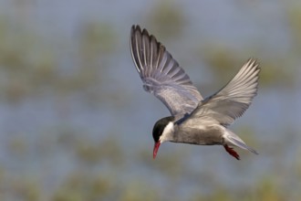 White-bearded Tern, (Chlidonias hybridus, Chlidonias hybrida, family of terns, flight, biotope,