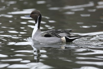 Pintail duck, Anas acuta, Pintail