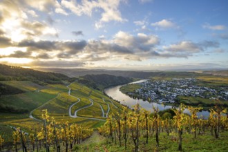Beautiful vineyards in autumn, yellow leaves, a fantastic sunrise in the middle of the vineyards.