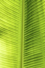 Green leaf texture showing all nerves, Chloroplast with chlorophyll giving color to leaf and used