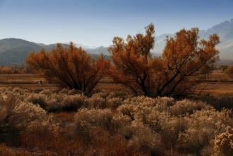 Mount Gabb USA America gold tree with ice