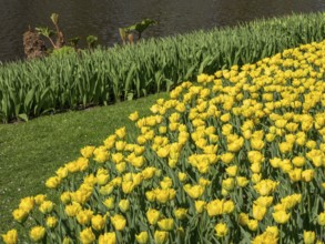 Yellow tulips in full bloom next to a tranquil pond and green leaves, Amsterdam, Netherlands