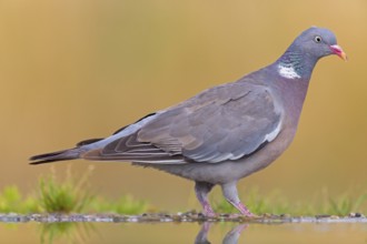 Wood pigeon, animals, birds, pigeon, pigeon family, (Columba palumbus), Pigeon ramier,