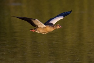 Nile Goose, (Alopochen aegyptiacus), animals, birds, goose, geese, flight photo, half geese,
