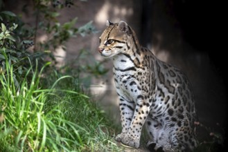 Ocelot (Leopardus pardalis), An ocelot sits among green foliage, its spotted coat highlighted by