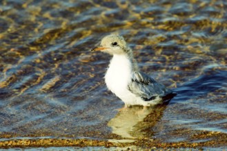 Funny furry baby bird after bathing, wet chicken. Chicks of Common Tern in diferent age