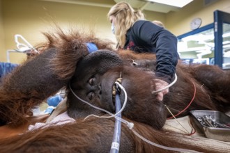 An orangutan undergoing a medical procedure with veterinary staff in a clinical setting, Bornean