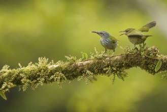 Shining honeycreeper tanager, costarica