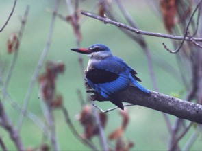 Senegal Kingfisher (Halcyon senegalensis)