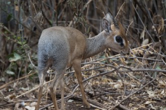Kirk's dikdik (Madoqua kirkii)