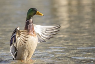 Mallard (Anas platyrhynchos)