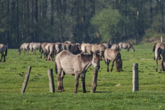 Herd of horses grazing on a green pasture in front of a wooded background, dülmen, westphalia,