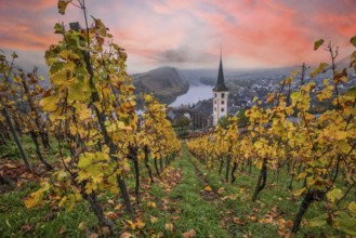 River in the mist meanders in a 180 degree loop through a valley between vineyards. A great