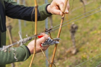 Pruning is one of the most important tasks of the entire wine year. It takes the longest and