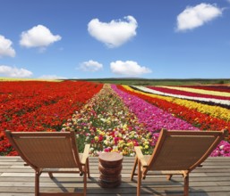 Flowers for export. Field of multi-colored decorative buttercups Ranunculus Bloomingdale.