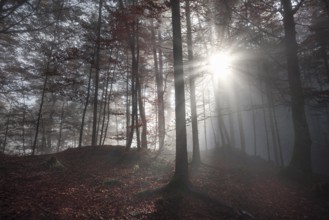 Fall image with a shadowed forest, in autumn colors, enlightened by a few sun rays that pierced the