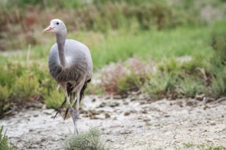 Blue crane starring at the camera in the Etosha National Park, Namibia