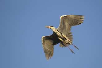 Grey heron (Ardea cinerea)