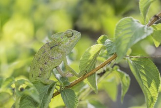Mediterranean chameleon (Chamaeleo chamaeleon)