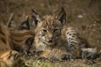 Lynx (Lynx lynx)