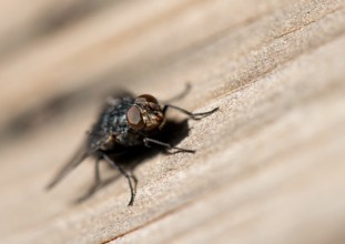 Blowfly (Calliphora)