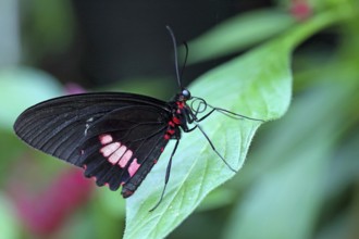 Common Parides iphidamas (Parides iphidamas)