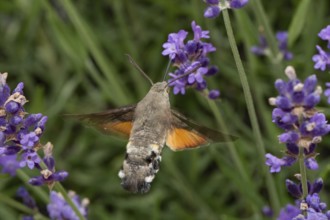 Pigeon tail (Macroglossum stellatarum)