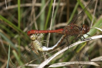 Vagrant darter (Sympetrum vulgatum)