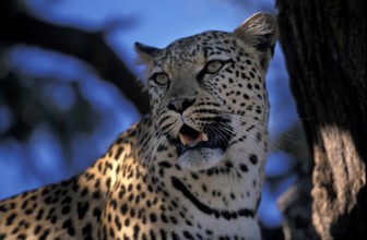 Leopard (Panthera pardus)