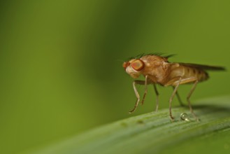 Fruit fly (fruit fly)