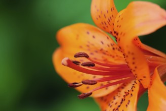 Lily (lilium)