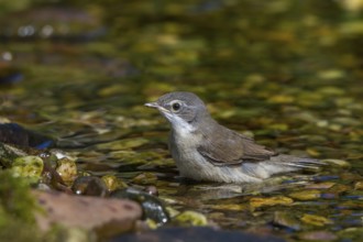 Rattling warbler - young bird bathing (Sylvia curruca)