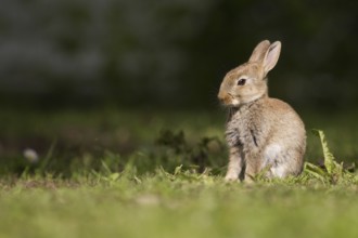 Young wild rabbit in the grass (Oryctolagus cuniculus)