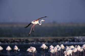 Pink flamingo (Phoenicopterus ruber)