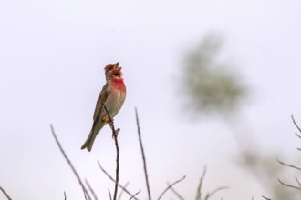 Carmine Finch - red male (Carpodacus erythrinus)