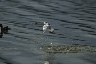 Grey Kingfisher (Ceryle rudis)