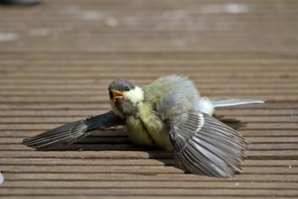 Great Tit (Parus major)