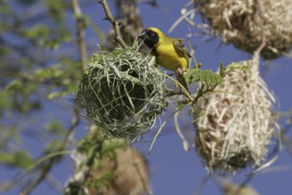 Masked weaver (Ploceus velatus)