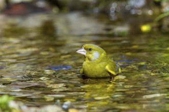 Greenfinch - male bathing (Carduelis chloris)