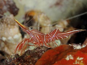Camel shrimp (Rhynchocinetes durbanensis)