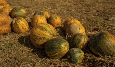 Pumpkin, gourds, cucurbits (Cucurbitales, Cucurbitaceae, Cucurbitoideae)