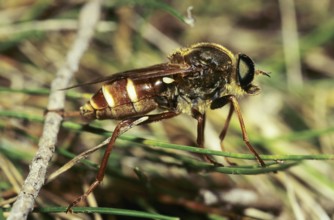 Robber fly (Asilidae)