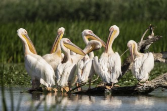 Pelecanus onocrotalus, danube delta, romania