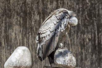 A light colored Southern Africa's endemic vulture
