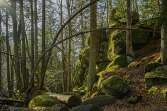 Rocks and mossy surfaces illuminated by trees and plants, Höllbachtal, Upper Palatinate