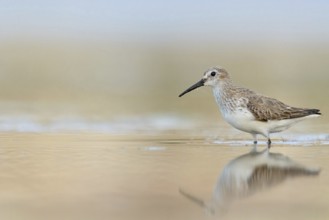 Animal, Animals, Bird, Birds, dunlin (Calidris alpina), Snipe bird, East Khawr / Khawr Ad Dahariz,